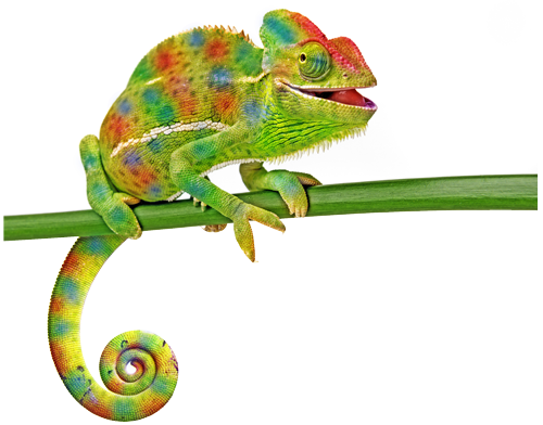 Chameleon